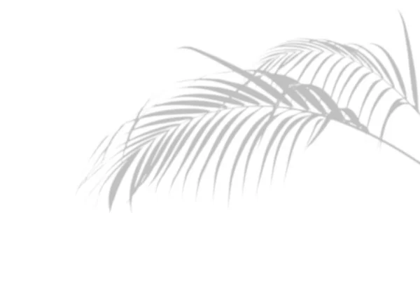 Abstract palm leaves shadow on white wall Background. Blank copy space. — Stock Photo, Image