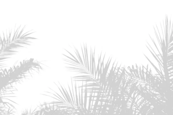 Abstractos hojas de palma sombra en la pared blanca Fondo. Espacio de copia en blanco . —  Fotos de Stock