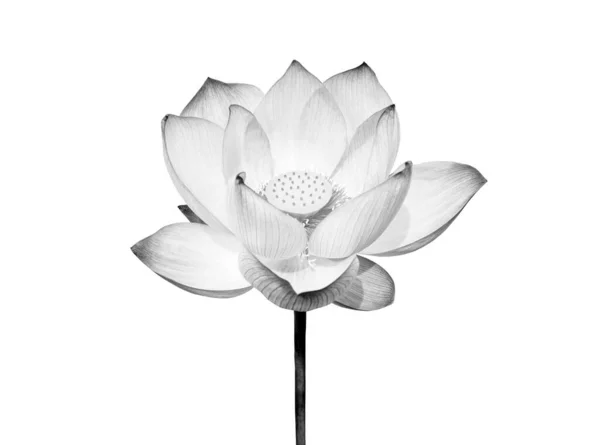 Lotus blomma isolerad på vit bakgrund. Filen innehåller med klippväg så lätt att arbeta. — Stockfoto