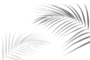 Beyaz bir arka planda soyut siyah beyaz palmiye yaprağı gölgesi. Boş kopyalama alanı.