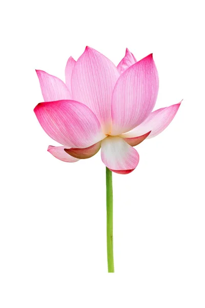 Lotus flower isolated on white background. File contains with clipping path so easy to work. — Stock Photo, Image