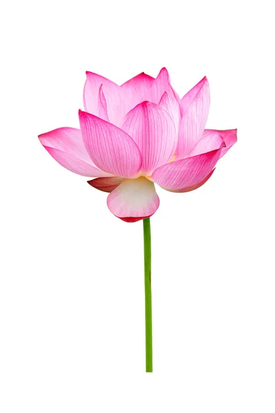 白い背景にピンクの蓮の花が孤立。自然コンセプト広告デザインとアセンブリのための。ファイルにはクリッピングパスが含まれているので簡単に作業できます. — ストック写真