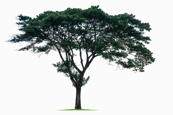 Beyaz arka planda izole edilmiş büyük bir tropikal ağaç. Kullanımı çok kolay kırpma yolu ile dosya içerir. — Stok fotoğraf