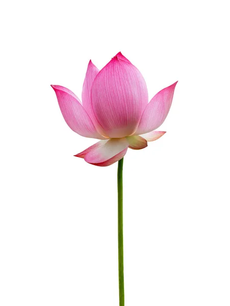 Fleur de lotus isolée sur fond blanc. Fichier contient avec chemin de coupe si facile à travailler . — Photo