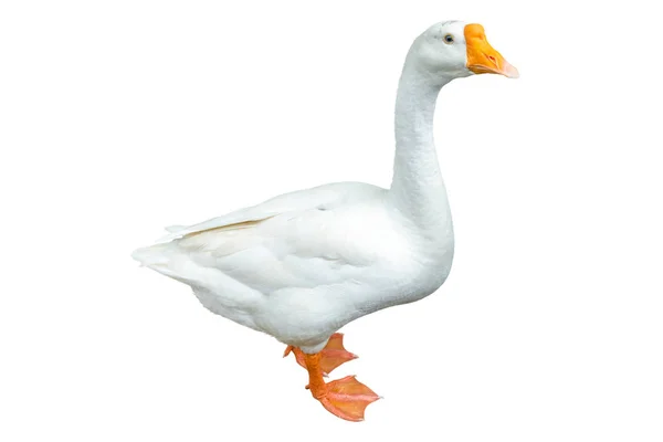 White goose isolated on white background. File contains with clipping path so easy to work. — 图库照片