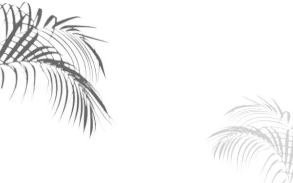 Abstrakter Schatten schwarzer weißer Palmblattschatten auf weißem Hintergrund. Leerer Kopierraum. — Stockfoto