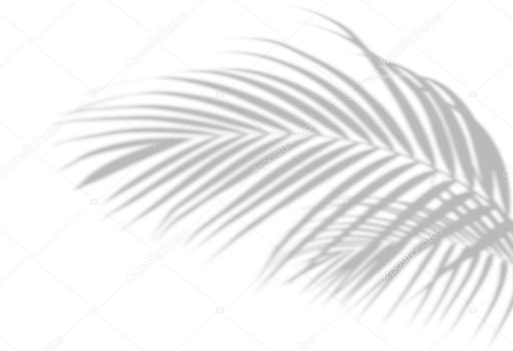 Abstract shadow black white palm leaf shadow on a white wall Background. Blank copy space.