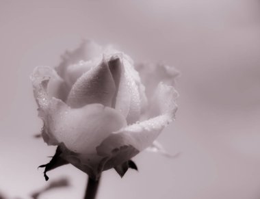 Hassas yalnız gül uzayda çözünür.