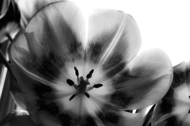 Siyah ve beyaz lalenin yakın çekimi bize kalbini gösterir.