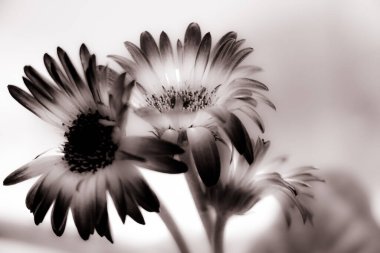 Kapalı alan Gerbera çalısı renkli - sepia