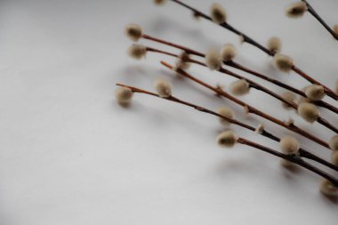 Kürk dalları (söğüt) beyaz kağıt bir yaprak üzerinde yatar