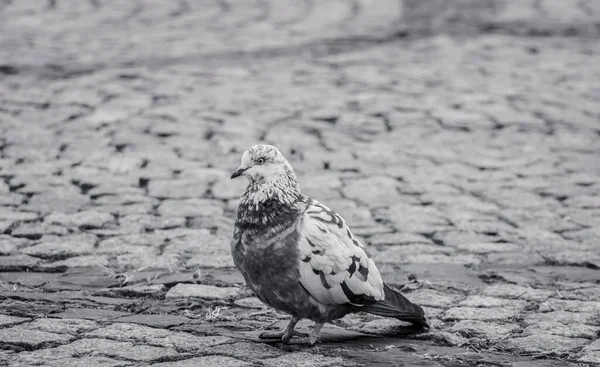 pigeon thought about his hard life standing on the paving stones