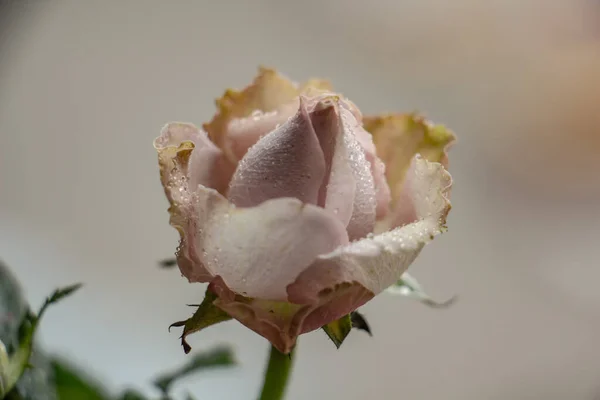 Rosa Breathclose Fundo Embaçado Com Gotas Orvalho Pétalas Delicadas — Fotografia de Stock