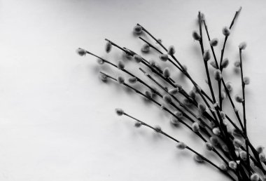 Siyah beyaz kağıt üzerinde kürk (söğüt) dalları