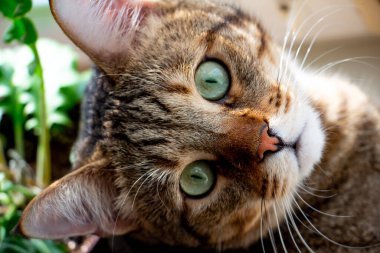 Yakın çekim tekir kedisi yeşil gözleriyle sana bakıyor.