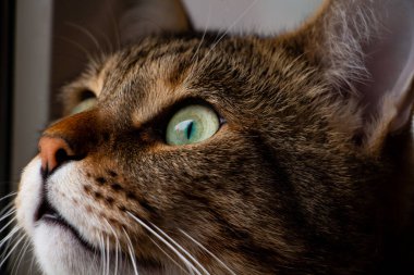 Tekir kedi şaşkınlıkla pencereden dışarı bak.