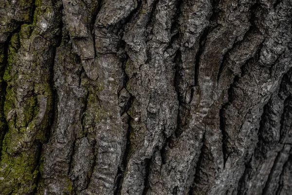 Kůra Starého Stromu Zblízka — Stock fotografie