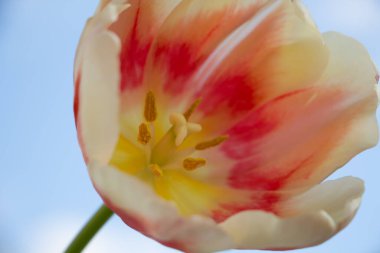 Kırmızı renkli beyaz lale, mavi gökyüzünün arka planına yakın plan yerleştirir.
