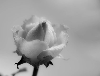 Siyah beyaz narin güller