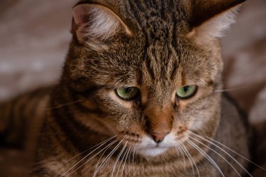 Dikkatle bir şeye bakan bir kedinin portresi.