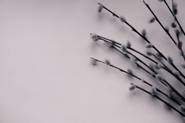 Bej arkaplanda söğüt dalları - sepia