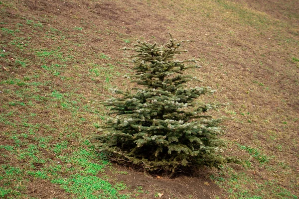 lonely little Christmas tree on a hill