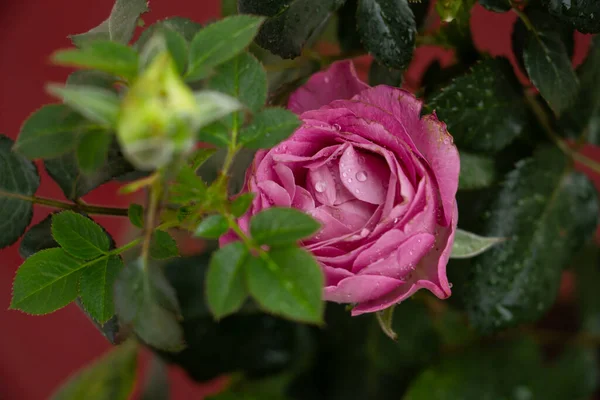 红色背景的迷你粉红玫瑰 — 图库照片