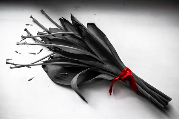 Kırmızı Kurdeleli Siyah Lale Buketi — Stok fotoğraf