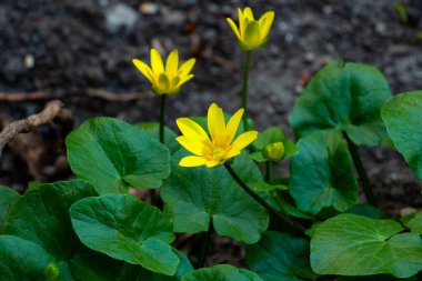 Yeşil çimlerde sarı bahar çiçeği