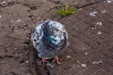 Pocked güvercin demir bir kapakta duruyor.