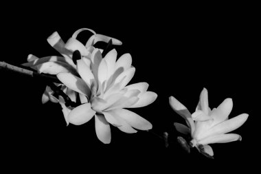 Siyah arkaplanda siyah beyaz manolya