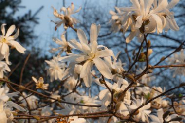 Mavi gökyüzüne karşı beyaz manolya ağacı