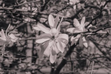 Sepya rengi beyaz manolya çiçekleri