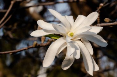 Beyaz manolya çiçekleri, yakın plan.