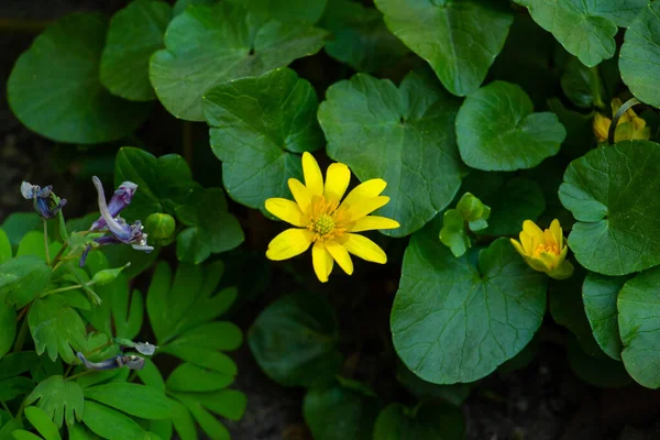 Gul Vår Blomma Grönt Gräs — Stockfoto