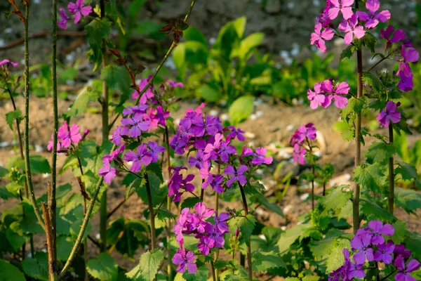 Purpurowe Kwiaty Ogrodzie — Zdjęcie stockowe