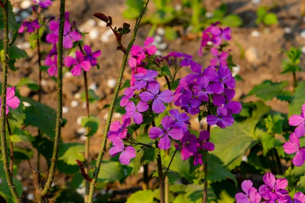 Purpurowe Kwiaty Ogrodzie — Zdjęcie stockowe