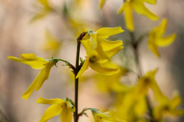 Κίτρινος Θάμνος Φορσύθια Κίτρινα Ανοιξιάτικα Λουλούδια — Φωτογραφία Αρχείου