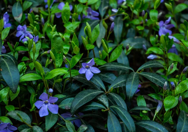 Bella Pervinca Blu Nel Giardino Primaverile — Foto Stock