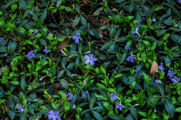 Bella Pervinca Blu Nel Giardino Primaverile — Foto Stock