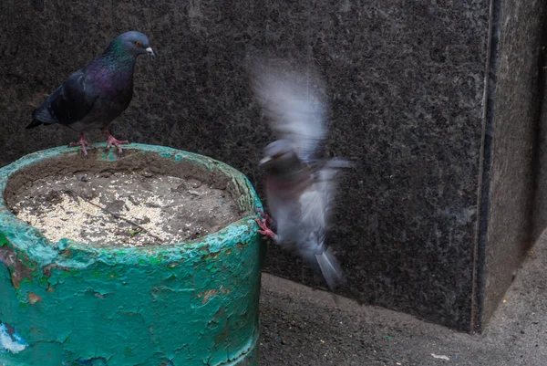 Zwei Tauben Kämpfen Futter — Stockfoto