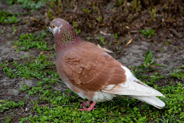 Pombo Marrom Grama — Fotografia de Stock