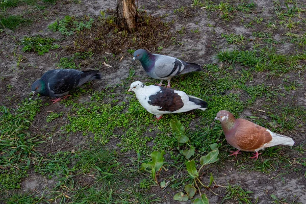Vier Tauben Park Auf Der Wiese — Stockfoto
