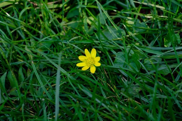 Flor Primavera Amarilla Hierba Verde —  Fotos de Stock
