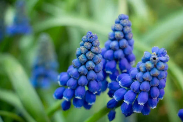 Mavi bahar çiçeği - Muscari, yakın plan