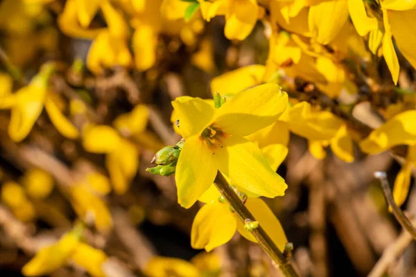 Forsythia Arbusto Amarillo Flores Primavera Amarillas — Foto de Stock