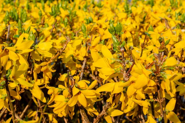 Κίτρινος Θάμνος Φορσύθια Ανοιξιάτικα Λουλούδια — Φωτογραφία Αρχείου