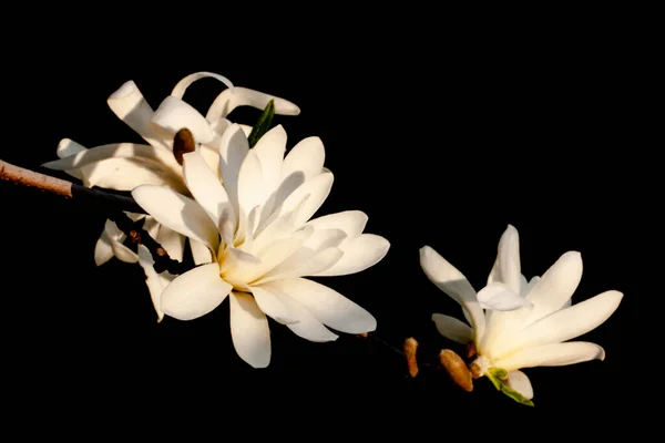 delicate white magnolia on a black background