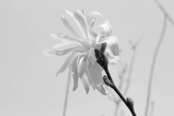 Белая Магнолия Фоне Неба Чёрном Белом — стоковое фото