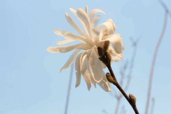 Mavi Gökyüzüne Karşı Beyaz Manolya — Stok fotoğraf